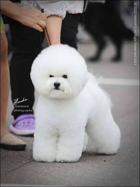 看板犬 ビションフリーゼのラニ君出勤中(写真1)