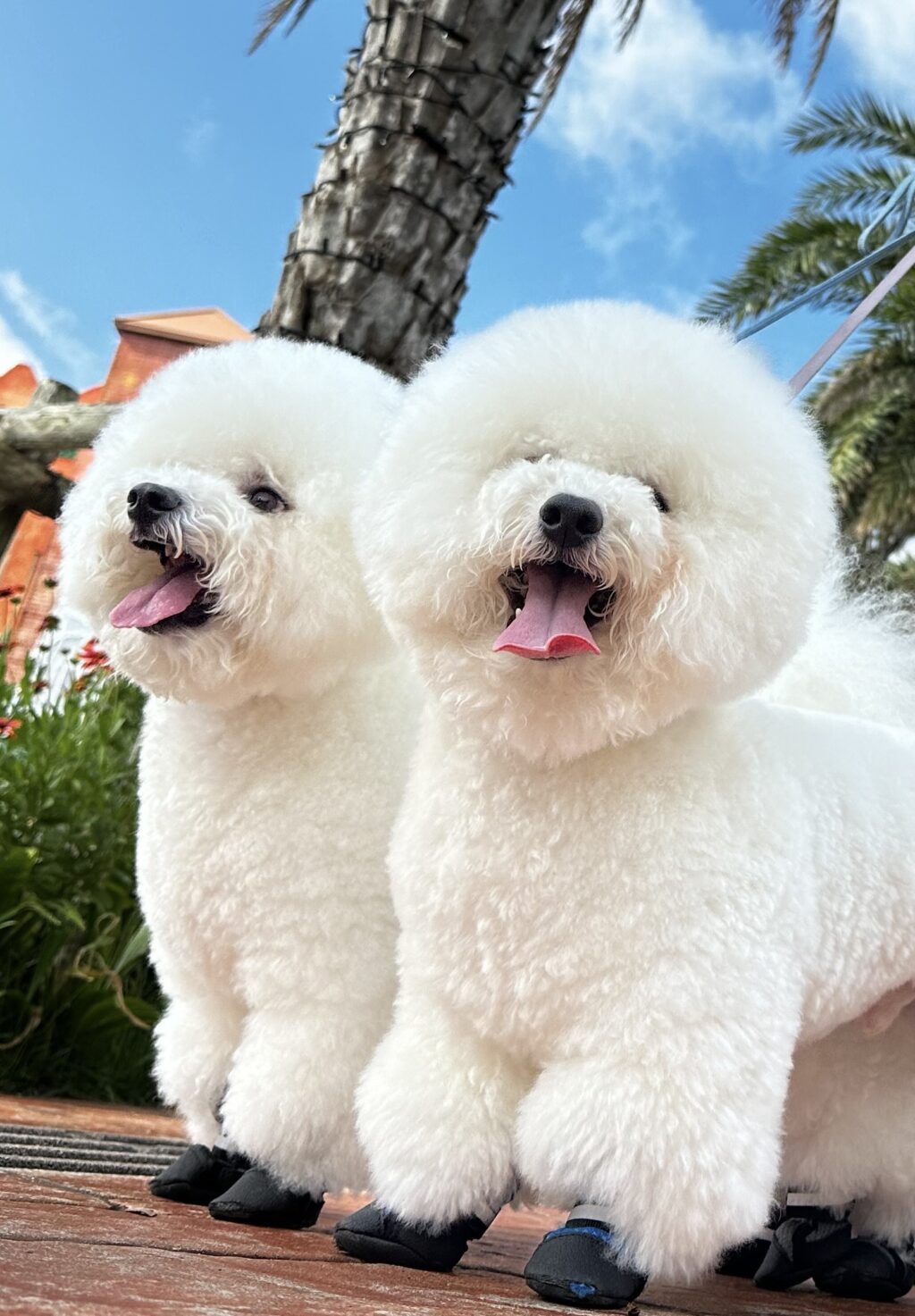 看板犬 ビションフリーゼのラニ君出勤中(写真3)