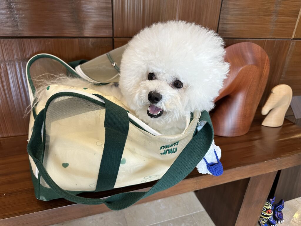看板犬 ビションフリーゼのラニ君出勤中(写真2)